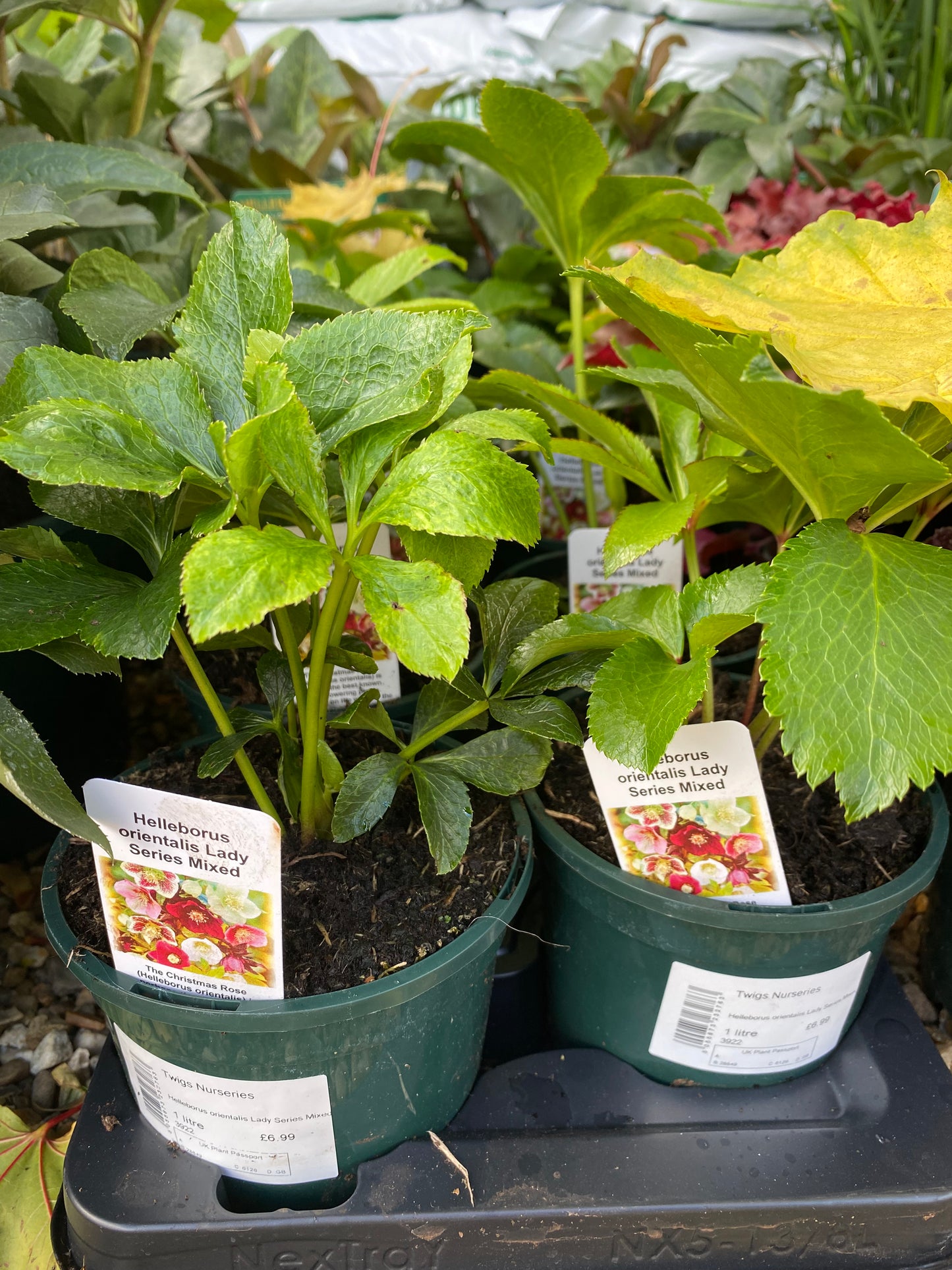 Helleborus orientalis Lady Series Mixed