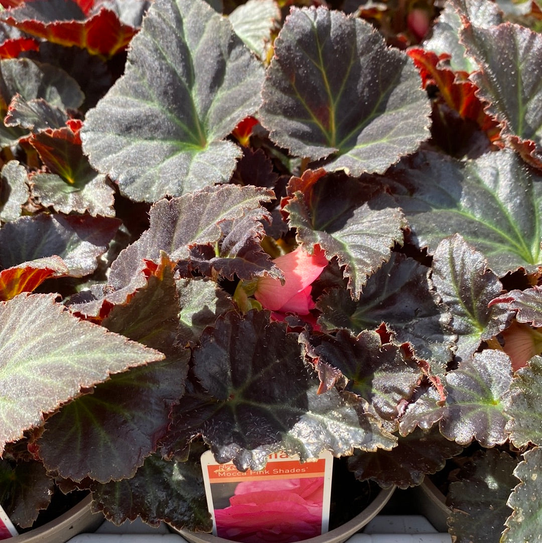 Begonia Nonstop Mocca Pink Shades