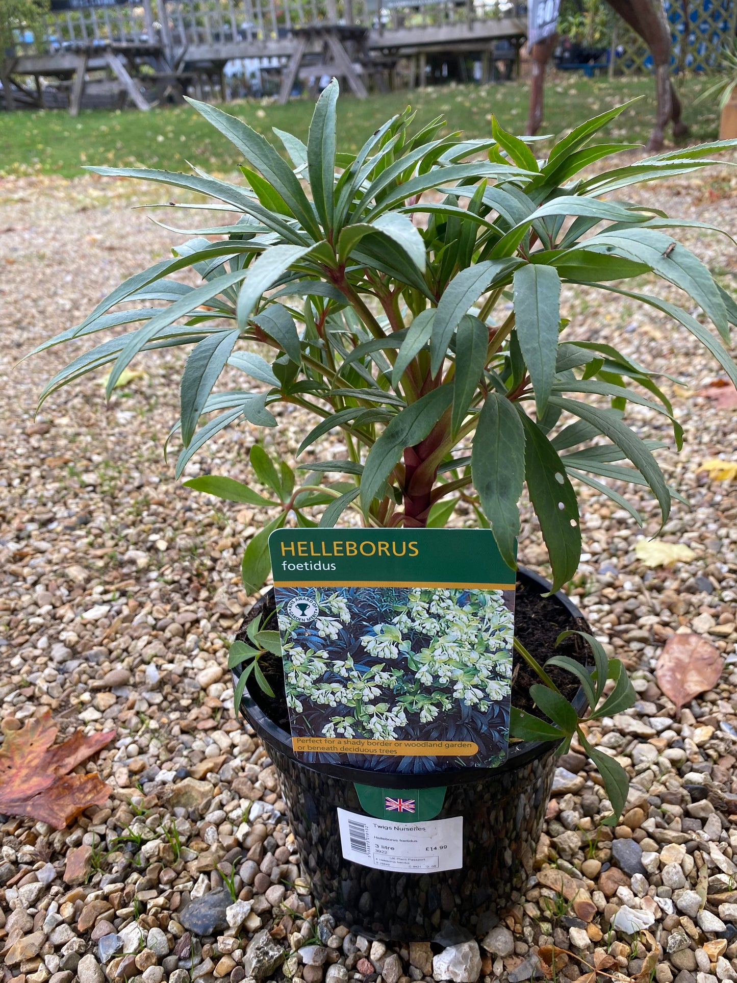 Helleborus foetidus