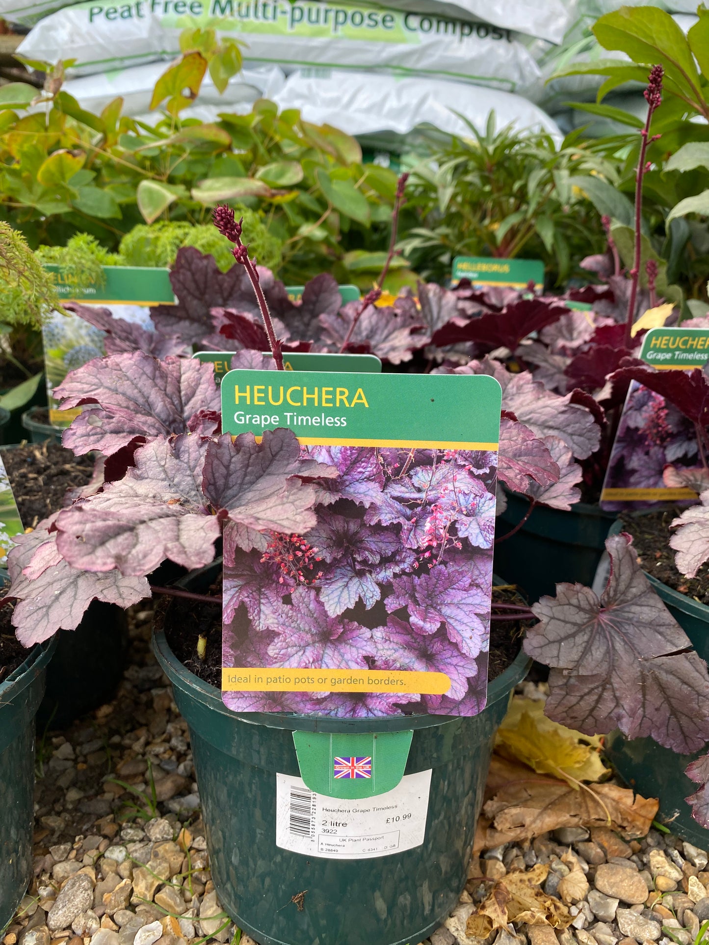 Heuchera Grape Timeless