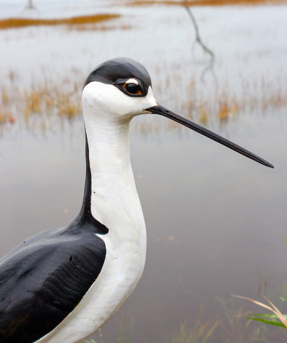 black necked stilts