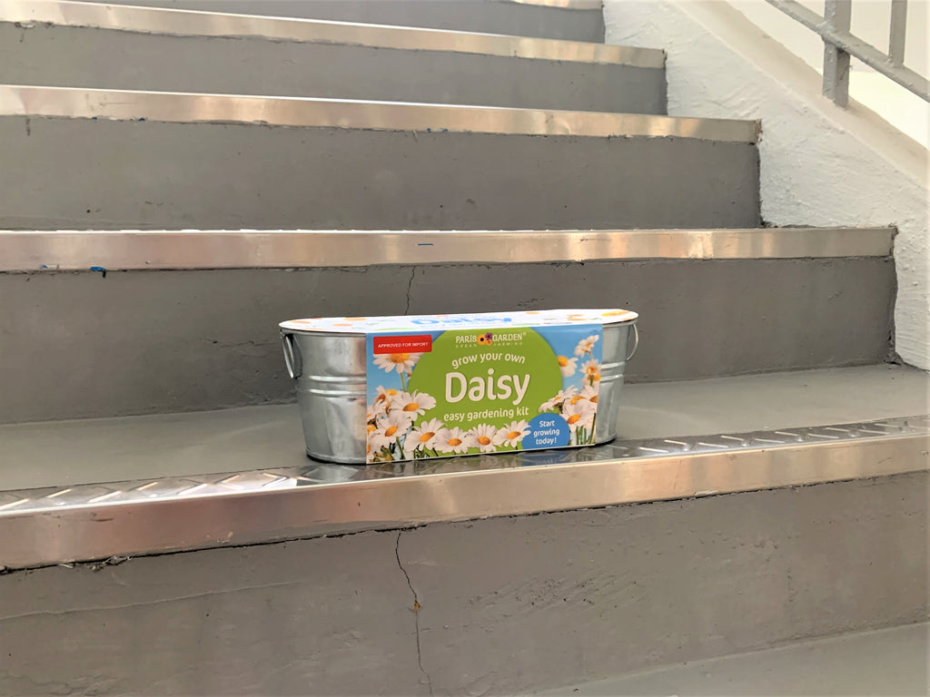 Paris Garden Windowsill Daisy grow kit on apartment stairs