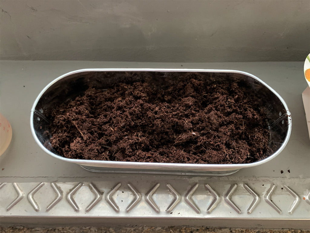 Tadah! The four small pellets rehydrate to this much soil to fill the entire windowsill pot!