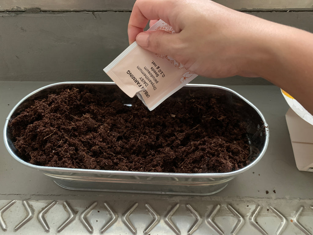  Sprinkling the seeds evenly into the soil mixture