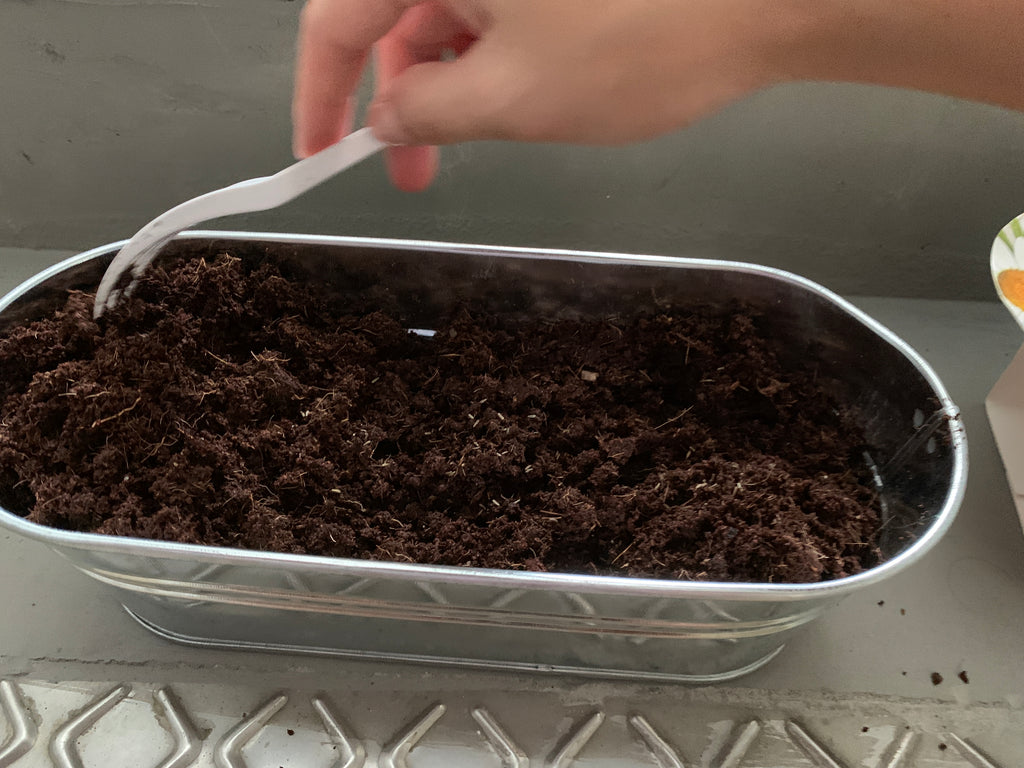 Covering the daisy seeds with some soil
