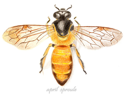 Bee Story, April Sproule