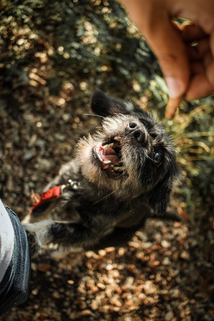 how many treats should you give your dog a day