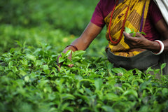 Harvesting tea