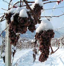 Wine grapes covered in snow