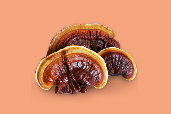 Reishi Mushroom (aka Ling Zhi) | The 6 best medicinal mushrooms, by benefit (according to science) | chaga, reishi, turkey tail, cordyceps, lion's mane, and shiitake | Zoomer's Myco Foods | super food. super coffee. super life.
