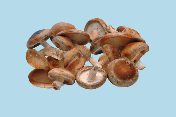 Shiitake Mushroom | The 6 best medicinal mushrooms, by benefit (according to science) | chaga, reishi, turkey tail, cordyceps, lion's mane, and shiitake | Zoomer's Myco Foods | super food. super coffee. super life.