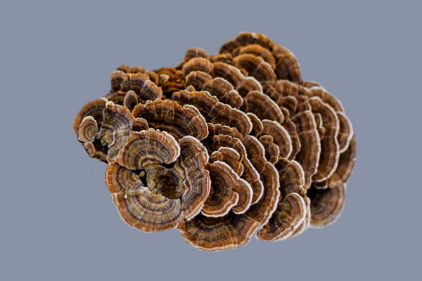 Turkey Tail Mushroom | The 6 best medicinal mushrooms, by benefit (according to science) | chaga, reishi, turkey tail, cordyceps, lion's mane, and shiitake | Zoomer's Myco Foods | super food. super coffee. super life.