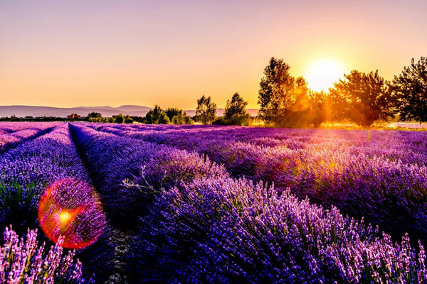 Lavender Fields