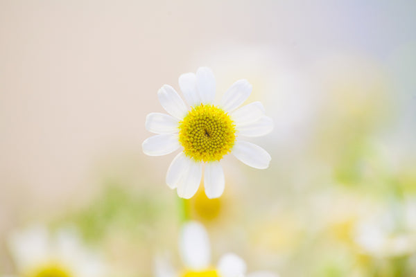 Chamomile