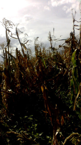 Stormy corn field