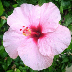 Pink Hibiscus