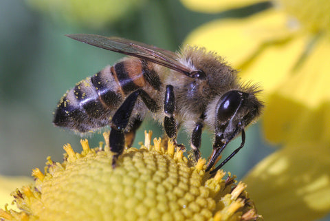 15 Facts About Honeybees