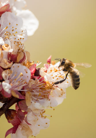 15 Facts About Honeybees