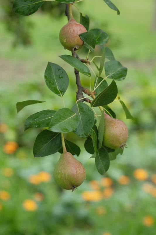 Figwood Orchard