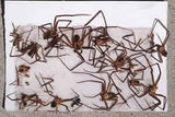 Trampa Insectos y Roedores Pequeños Pegajosa Atrapa Mediana (100 unidades)