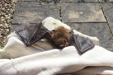 Bat in Elaine's Apron