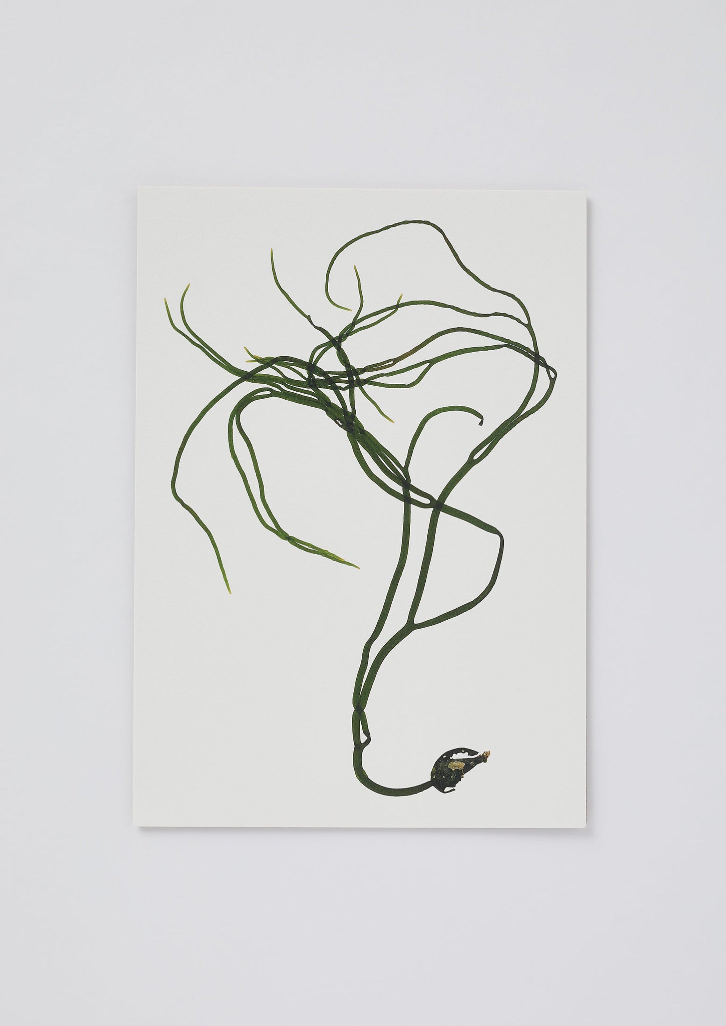Molesworth and Bird Seaweed Print Set | Multi