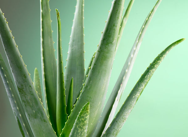 aloe vera