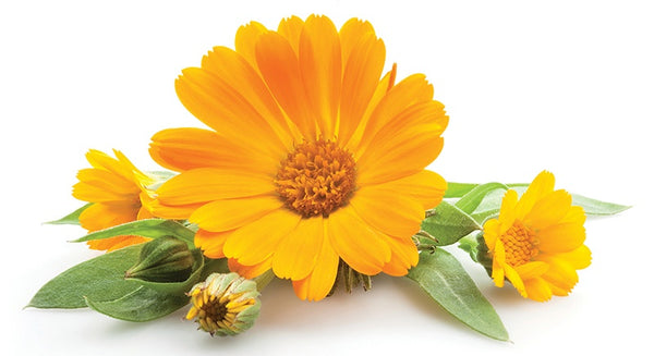 calendula