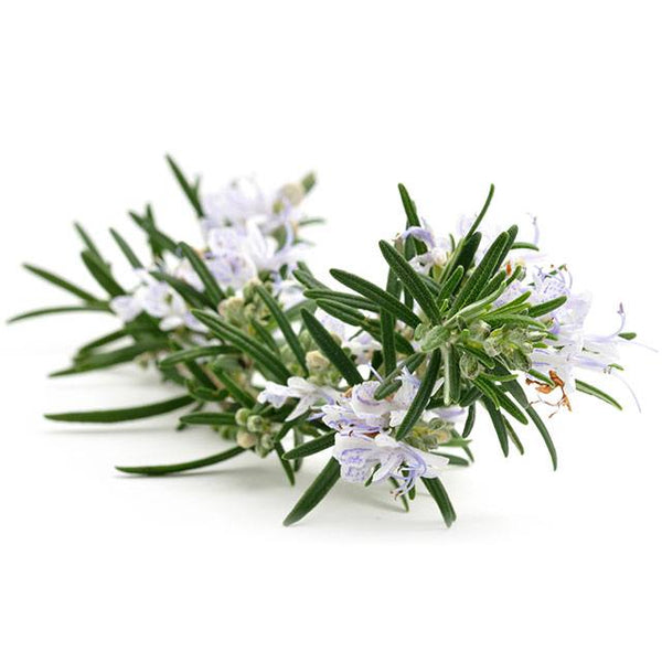 rosemary