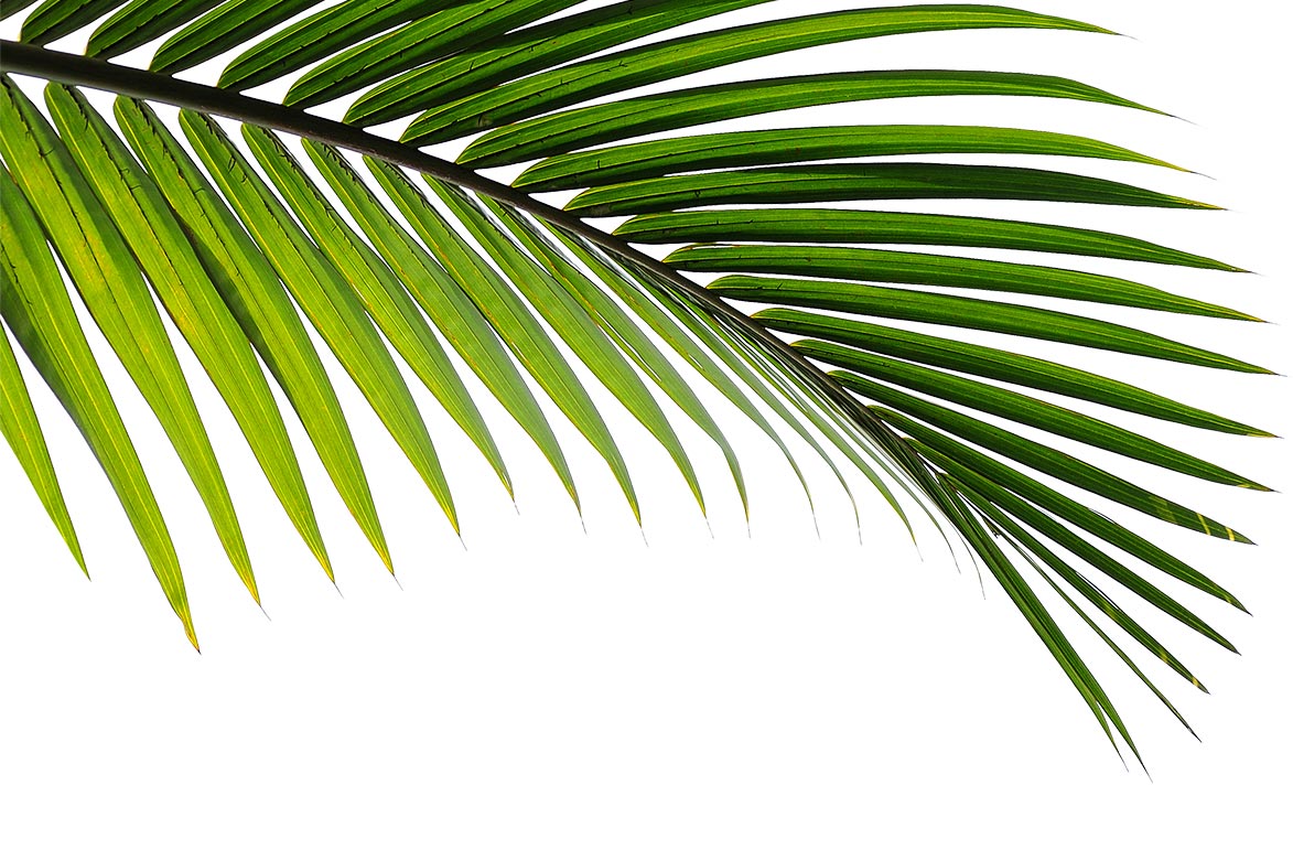 Palm fronds