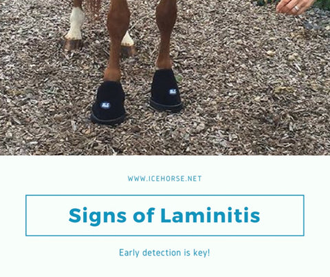 Signs of Laminitis - Early Detection is Key!