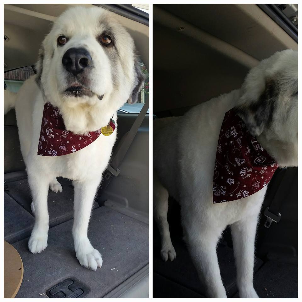 unique dog bandanas