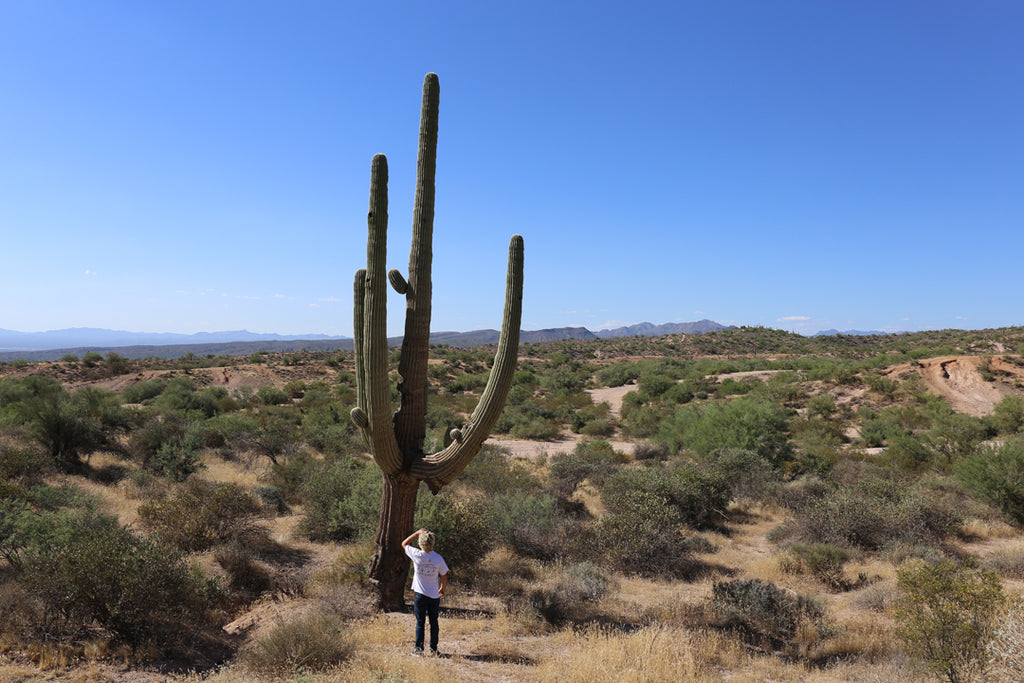 Giant Saguaro Cactus, Arizona, 1994