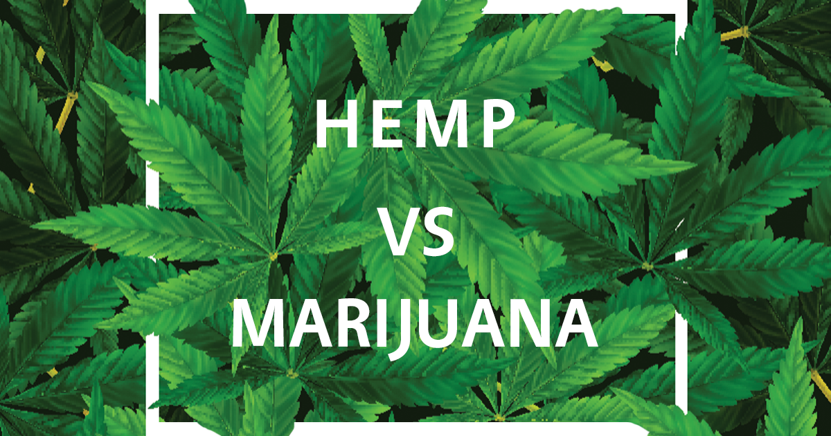 Ruby's Happy Farm: Hemp CBD vs Marijuana CBD