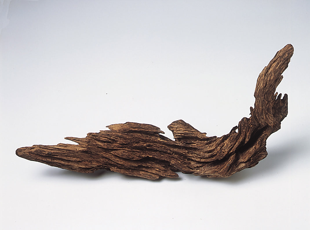 agarwood in english