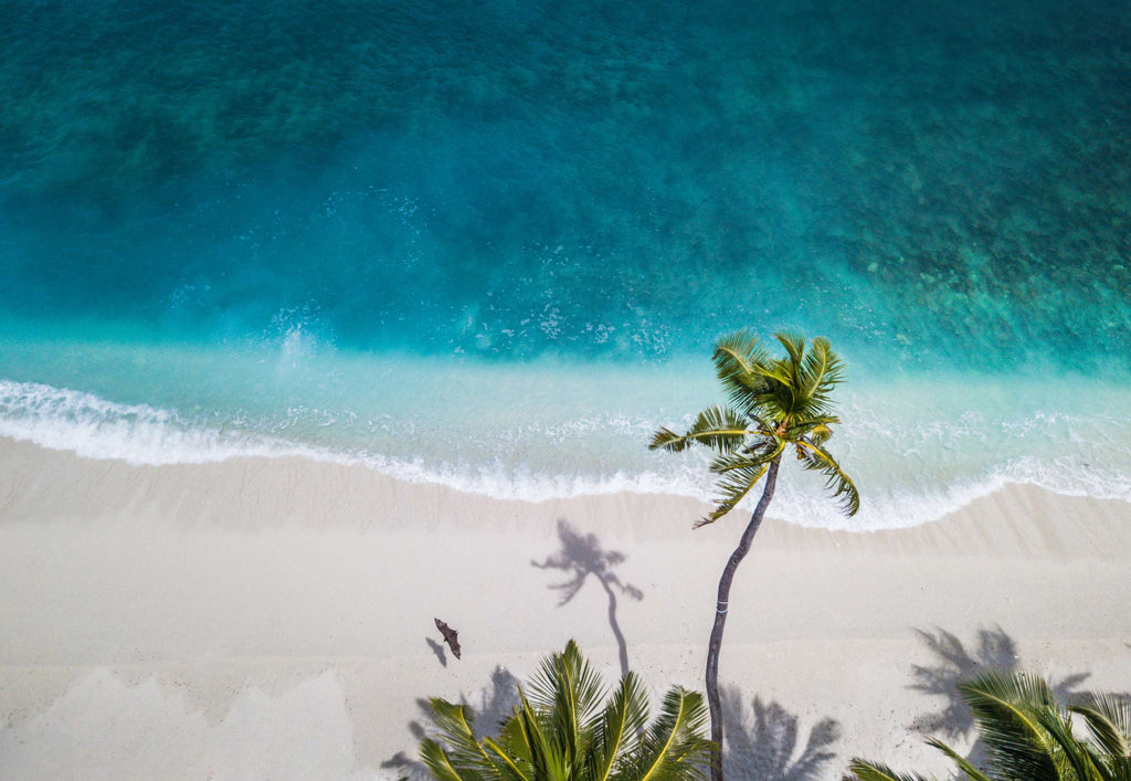 aerial nature photography of green palms on seashore during daytime photo
