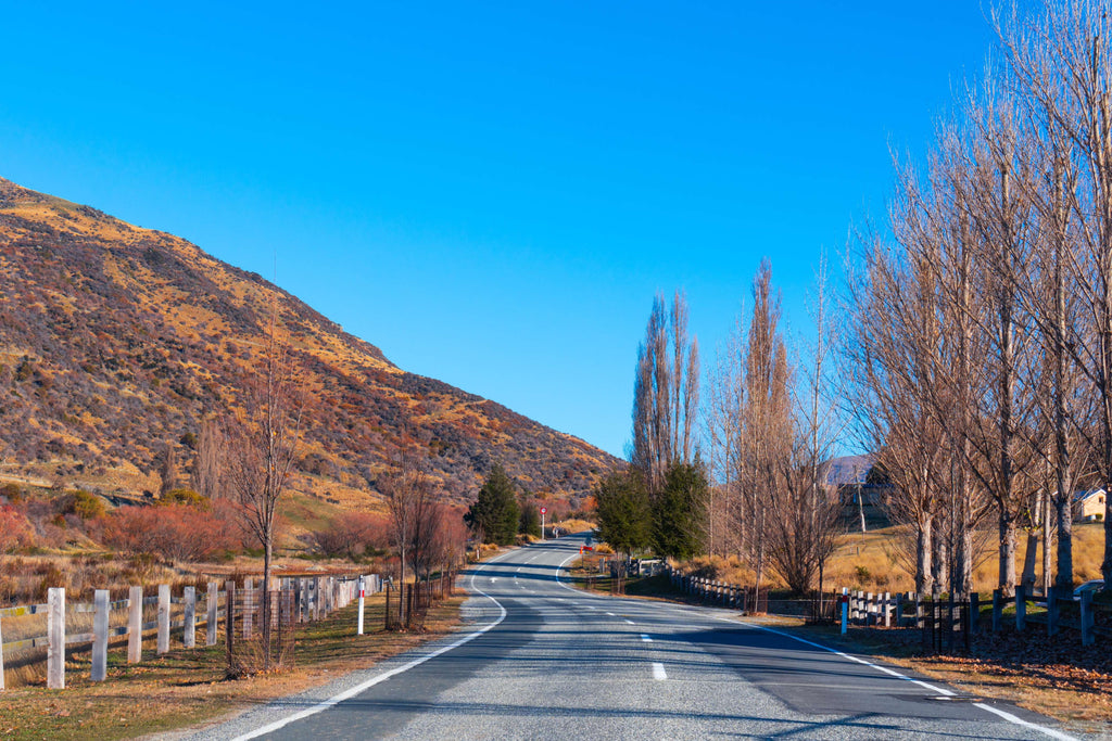 gray asphalt road between brown trees under blue sky during daytime photo