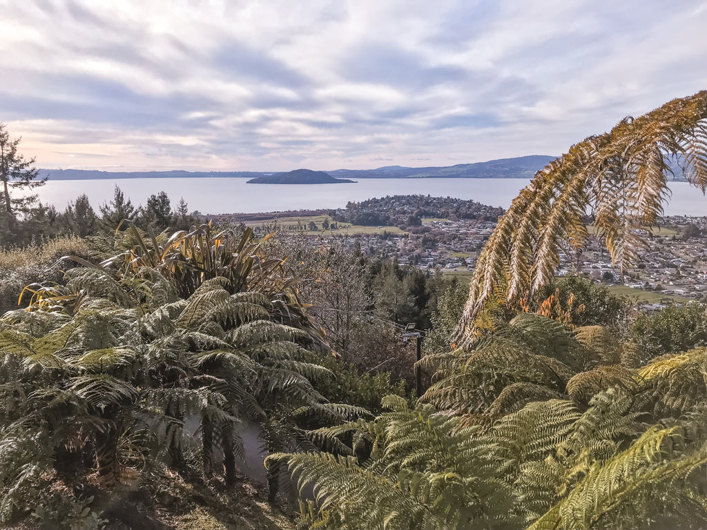 green and brown trees under white clouds and blue sky during daytime photo