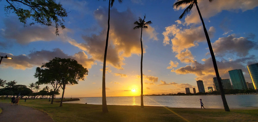 palm tree near body of water during sunset photo