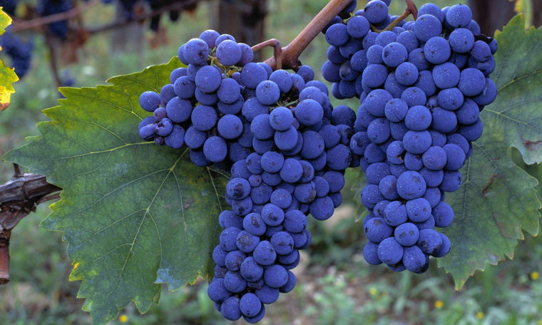 葡萄酒品味與健康 Italian Wine - Taste & Health Sangiovese