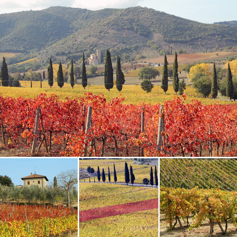 意大利 葡萄紅酒 Italian Red Wine 酒莊莊園 Winery