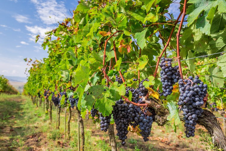 最好葡萄酒品牌  世界最有名氣葡萄酒種類  因素 葡萄酒價格Red wine  White wine  Grapes Italian wine  Italian  Alcohol Taste 