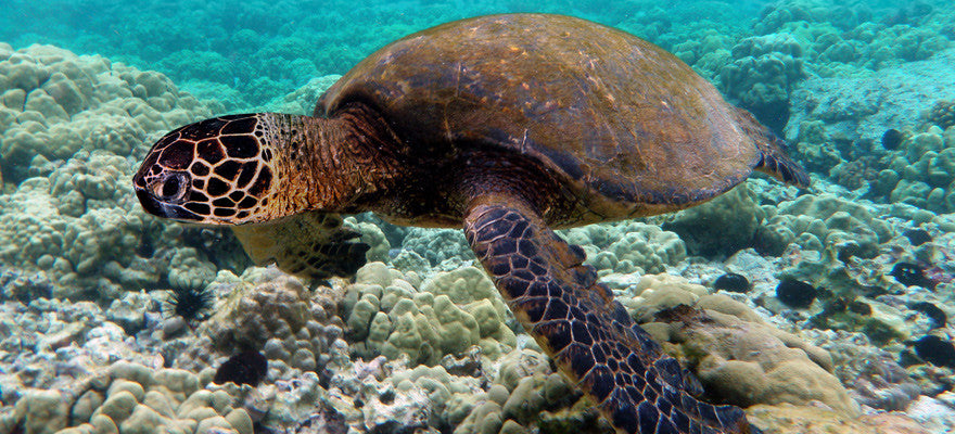 Galapagas Snorkelling