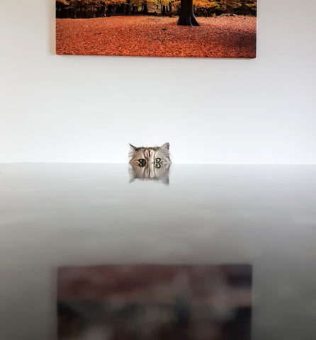 bored cat at empty table