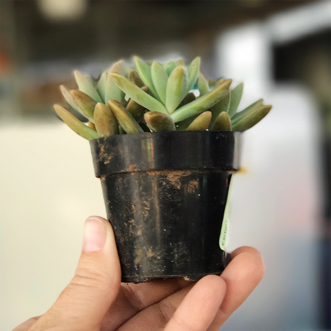 post-28-succulent-planter-1