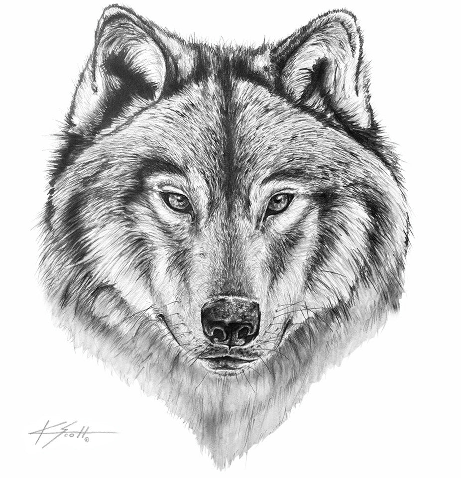 Wolf - Wolf Pencil Art | KScott Art