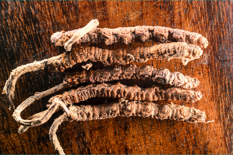 photo du champignon médicinal cordyceps