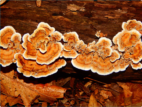 photo du champignon médicinal polypore versicolor
