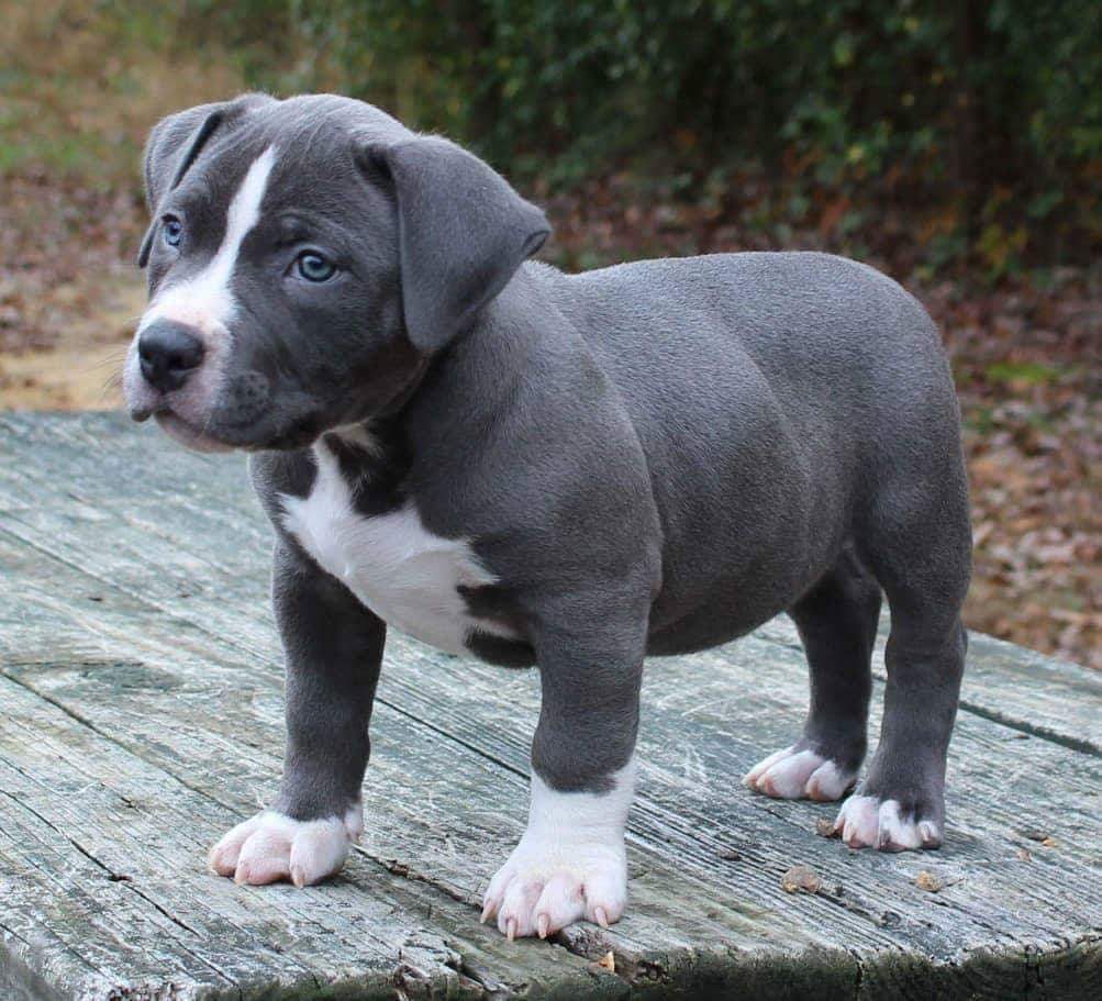 American Pitbull Puppies: Get to Know this Misunderstood Breed – Petsmont