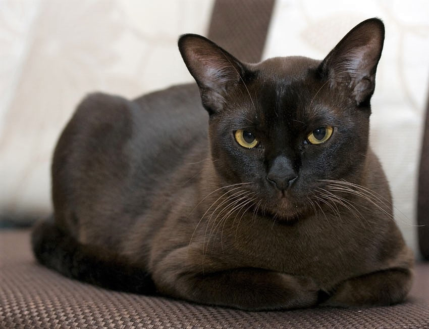 Everything You Need to Know About the Black Burmese Cat – Petsmont
